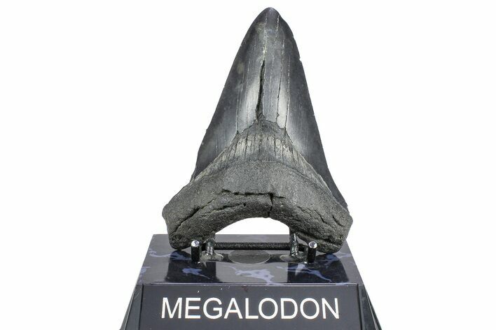 Serrated, Fossil Megalodon Tooth - South Carolina #362246